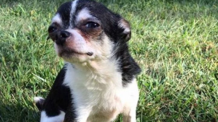 Povestea macabră a unui câine chihuahua care și-a mâncat fostul stăpân a devenit virală pe internet