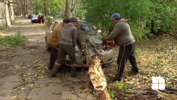 Un copac s-a prăbuşit peste o maşină. Şoferul şi copilul său au scăpat ca prin minune după ce au ieşit din automobil cu câteva minute mai devreme (FOTO)