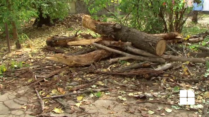 Un copac s-a prăbuşit peste o maşină. Şoferul şi copilul său au scăpat ca prin minune după ce au ieşit din automobil cu câteva minute mai devreme (FOTO)