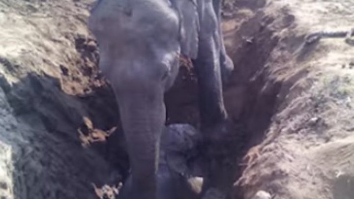 Localnici, ULUIŢI de ce a adus la suprafaţă un elefant după ce a săpat 12 ore în pământ (FOTO)