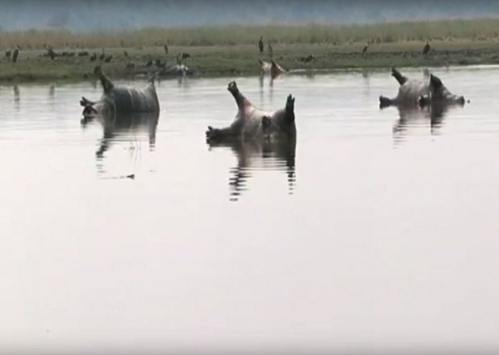 IMAGINI DE GROAZĂ! Ce se întâmplă cu aceste animale (FOTO)