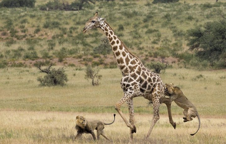 Fotografie şocantă cu un rinocer măcelărit, premiată la Wildlife Photographer of the Year (FOTO)