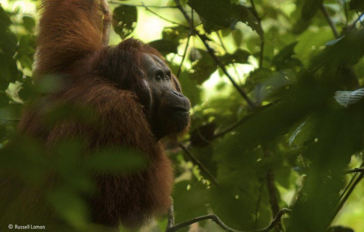 Fotografie şocantă cu un rinocer măcelărit, premiată la Wildlife Photographer of the Year (FOTO)