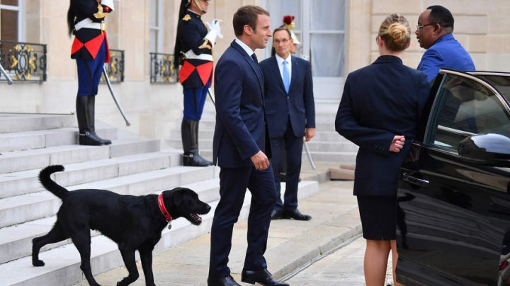 TOŢI AU IZBUCNIT ÎN RÂS! Ce a făcut câinele președintelui francez în timpul unei şedinţe la Palatul Elysee (VIDEO)