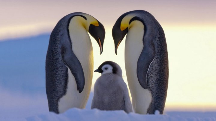 Tragedie greu de imaginat. Zeci de mii de pui de pinguini au murit de foame