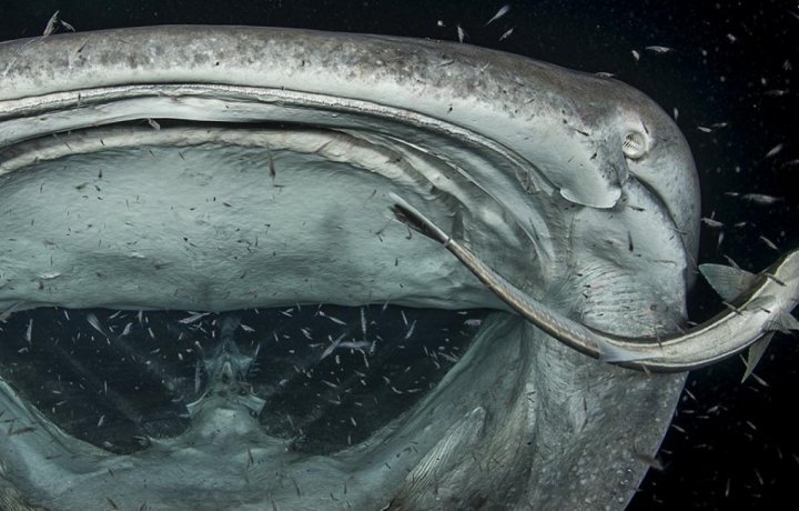 Fotografie şocantă cu un rinocer măcelărit, premiată la Wildlife Photographer of the Year (FOTO)