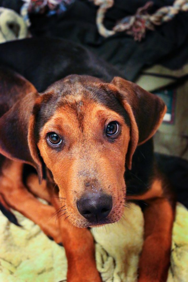 Imaginile celor mai blânzi câini care îți fac ziua mai frumoasă. Cum arată ei (FOTO)