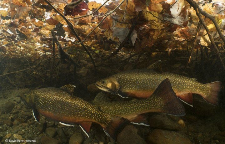 Fotografie şocantă cu un rinocer măcelărit, premiată la Wildlife Photographer of the Year (FOTO)