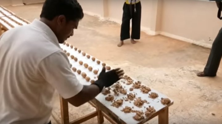 Record senzaţional. Un indian a zdrobit cu mâna 212 de nuci într-un minut (VIDEO)