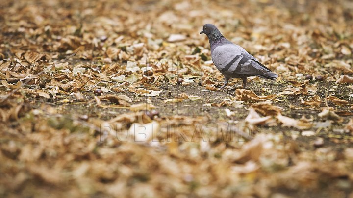 Ce se întâmplă cu vremea în următoarele zile? Prognozele meteorologilor