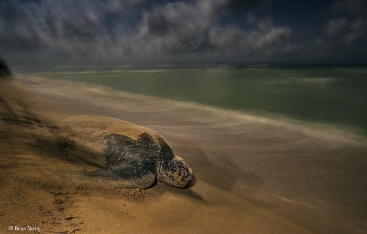 Fotografie şocantă cu un rinocer măcelărit, premiată la Wildlife Photographer of the Year (FOTO)