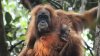 O nouă specie de urangutan, descoperită pe insula indoneziană Sumatra