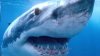Creatură parcă desprinsă dintr-un film de groază, rechin cu cap de șarpe și cu 300 de dinți (FOTO)