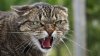 CAZ BIZAR în Japonia! O pisică, principalul suspect într-o tentativă de omor