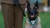 A DETECTAT BOMBE şi A SALVAT VIEŢI OMENEŞTI! Un câine al forțelor speciale britanice, decorat cu o distincție militară (FOTO)