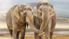 Doi elefanți dintr-o specie pe cale de dispariție, UCIŞI de un tren
