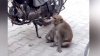 VIRAL PE INTERNET! Momentul în care o maimuța fură și bea benzină (VIDEO)