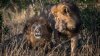 VIRAL pe internet. Doi lei HOMOSEXUALI, surprinşi într-un parc din sud-vestul Kenyei