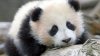 Un pui de panda uriaş repatriat. Animăluţul a fost transportat cu avionul în China