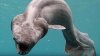 Incredibil! Cercetătorii au descoperit un rechin gulerat în apele din apropierea coastei Portugaliei