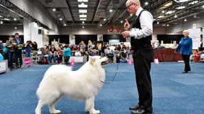 Cea mai mare expoziţie de câini din lume şi-a deschis uşile în oraşul german Leipzig