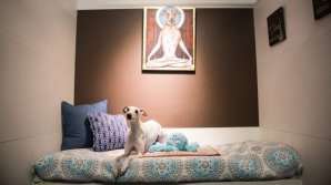 Un adevărat răsfăț pentru patrupezi. Cum arată un hotel de lux pentru căței (FOTO)