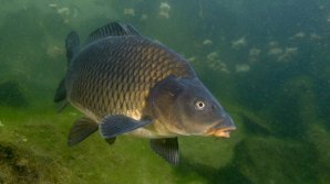 Peştele este o delicatesă în Cehia. Pescarii respectă un întreg ritual de prindere a crapilor