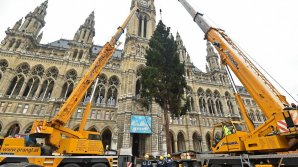 Feeria sărbătorilor de iarnă a cuprins Viena. Pomul de Crăciun a fost instalat în faţa Primăriei