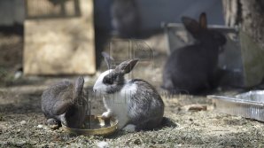 AVERTISMENT ANSA: Antibioticele date animalelor pot transforma CARNEA din farfurie în OTRAVĂ