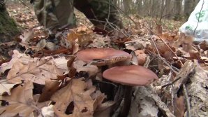 Zeci de tineri au lăsat agitaţia din Capitală şi au mers la cules ciuperci prin Codrii Orheiului