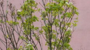 A înflorit LILIACUL în luna noiembrie. Unde și-a făcut apariția floarea încântătoare