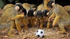 Fază inedită în cadrul campionatului Japoniei. O maimuţă a înmânat mingea arbitrului partidei