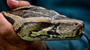 IMPRESIONANT! Un păstor din India a smuls cu dinţii capul unui şarpe veninos