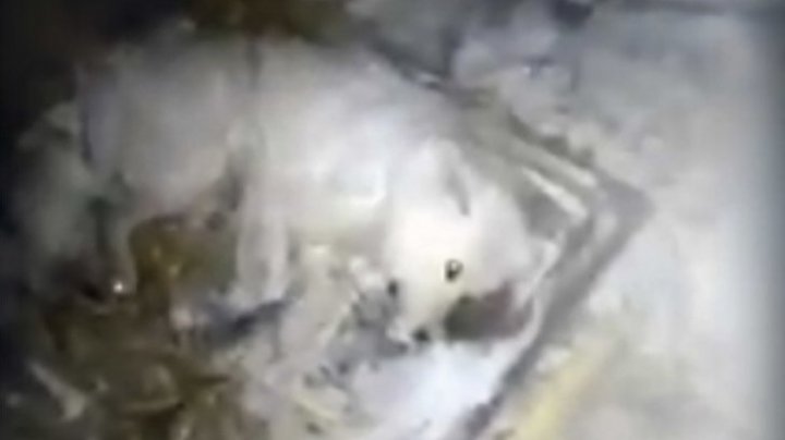 CRUZIME FĂRĂ MARGINI. Un rus a aruncat apă pe câinele său, apoi l-a lăsat afară să înghețe (VIDEO)