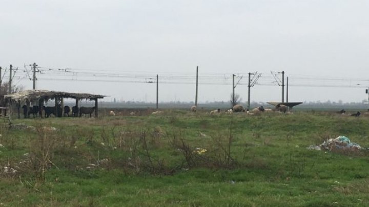 SCANDAL la o stână de oi. Un cioban, ACUZAT că are saivanul prea aproape de baza americană de la Deveselu