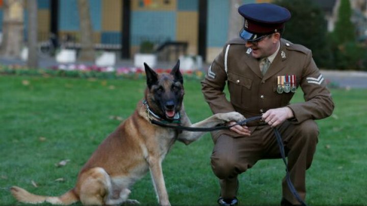 A DETECTAT BOMBE şi A SALVAT VIEŢI OMENEŞTI! Un câine al forțelor speciale britanice, decorat cu o distincție militară (FOTO)