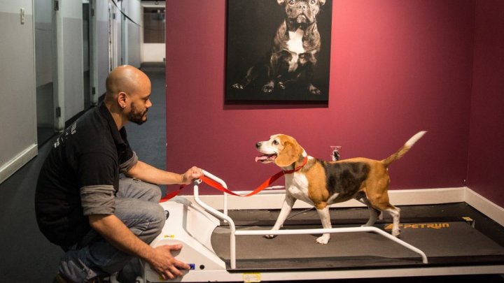 Un adevărat răsfăț pentru patrupezi. Cum arată un hotel de lux pentru căței (FOTO)