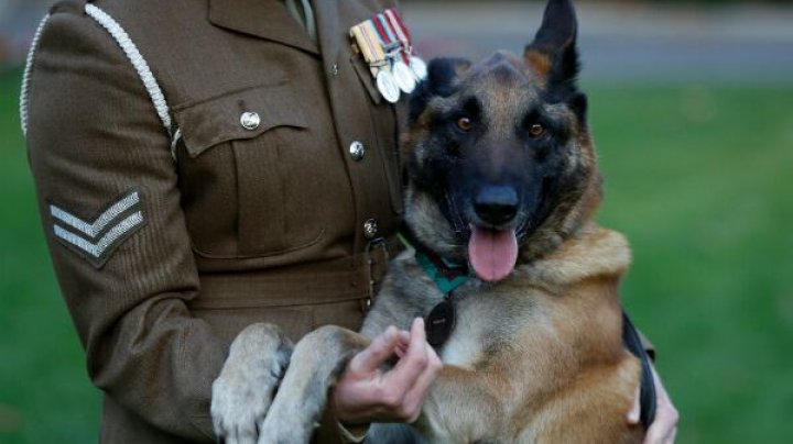 A DETECTAT BOMBE şi A SALVAT VIEŢI OMENEŞTI! Un câine al forțelor speciale britanice, decorat cu o distincție militară (FOTO)