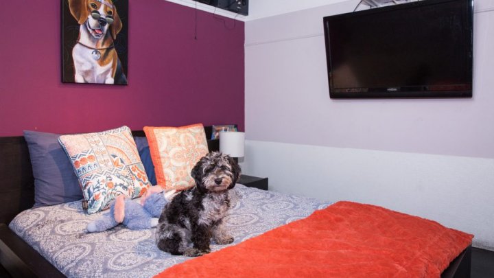 Un adevărat răsfăț pentru patrupezi. Cum arată un hotel de lux pentru căței (FOTO)