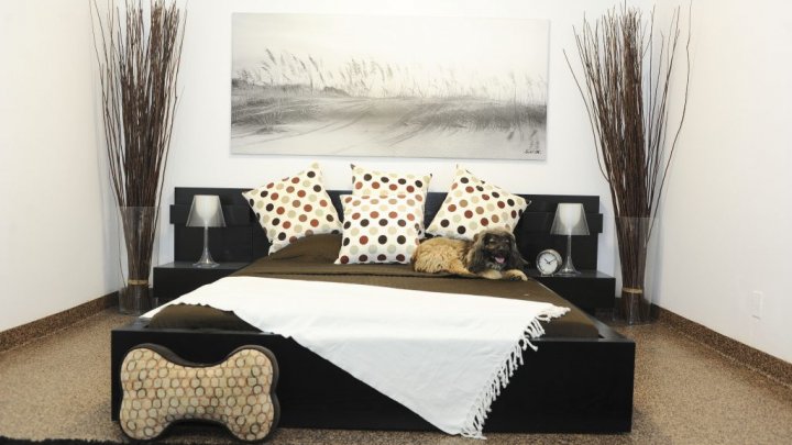 Un adevărat răsfăț pentru patrupezi. Cum arată un hotel de lux pentru căței (FOTO)