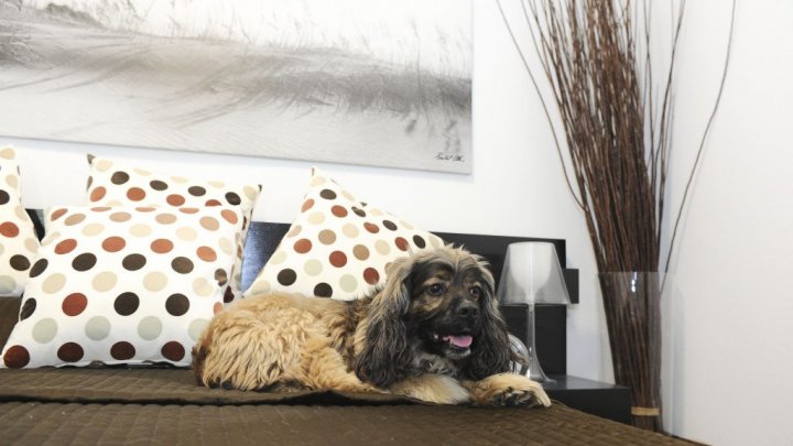 Un adevărat răsfăț pentru patrupezi. Cum arată un hotel de lux pentru căței (FOTO)