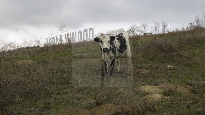 Coşcalia ca la HOLLYWOOD. Ce inscripţie a apărut pe dealul satului