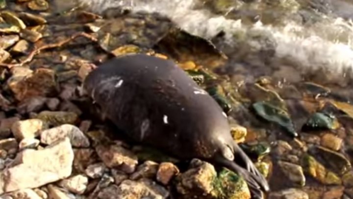 Caz alarmant! Peste 100 de foci din Lacul Baikal, găsite moarte. Care este cauza (VIDEO)