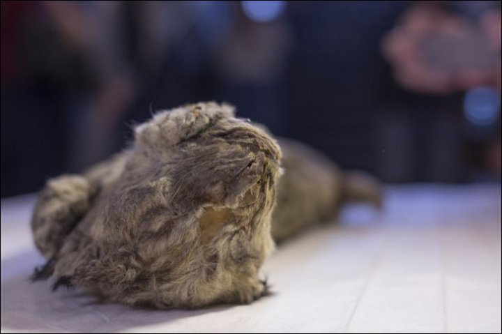 Nu o să-ți vină să crezi! Corpul conservat al unui animal legendar din Epoca de Gheață, găsit în Siberia (FOTO)