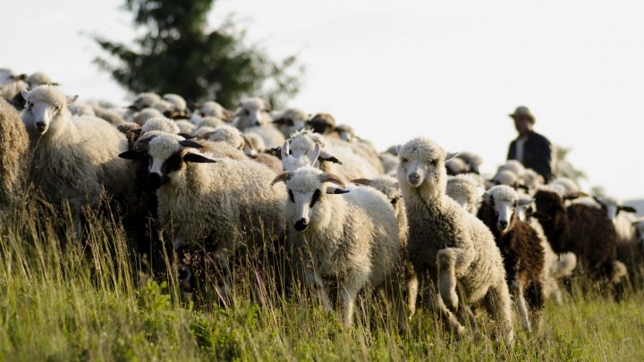 IMAGINI TERIFIANTE! Un șofer a intrat într-o turmă de oi