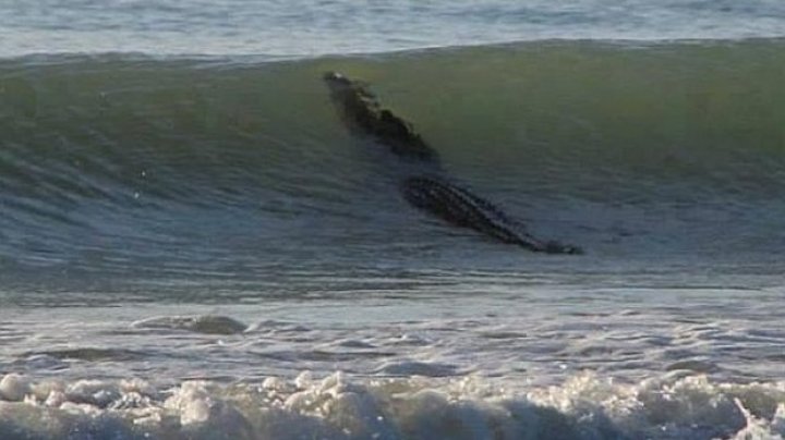 Momente de groază! Un crocodil a fost prins, pe o plajă foarte cunoscută de turişti (FOTO)