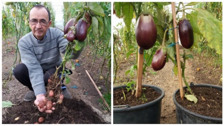 INCREDIBIL! Unui agricultor din România i-a reuşit să obţină o plantă care produce în acelaşi timp, şi cartofi şi vinete (FOTO)