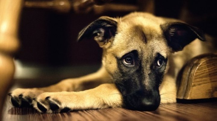 VIRAL PE INTERNET! A vrut să-şi abandoneze câinele într-o pădure. Ce a făcut căţeluşul la câteva minute a impresionat o lume întreagă (VIDEO)