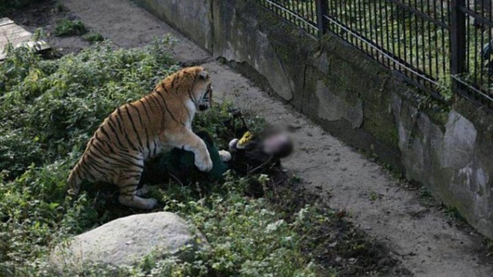 SCENE ŞOCANTE. Îngrijitoarea unui zoo din Rusia, ATACATĂ de un tigru sub privirile vizitatorilor (FOTO)