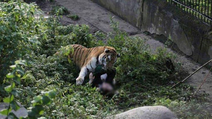 SCENE ŞOCANTE. Îngrijitoarea unui zoo din Rusia, ATACATĂ de un tigru sub privirile vizitatorilor (FOTO)